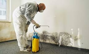 Best Mold Odor Removal Services  in USA